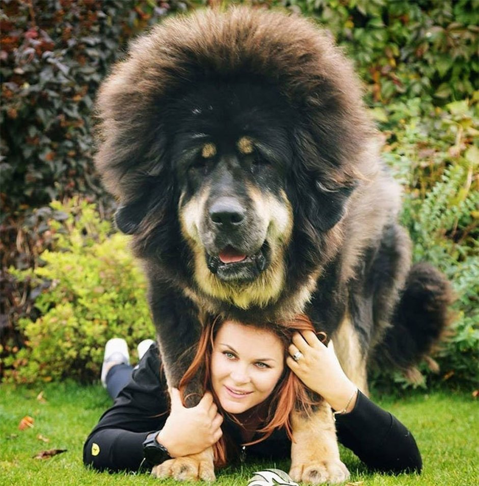 Тибетский мастиф