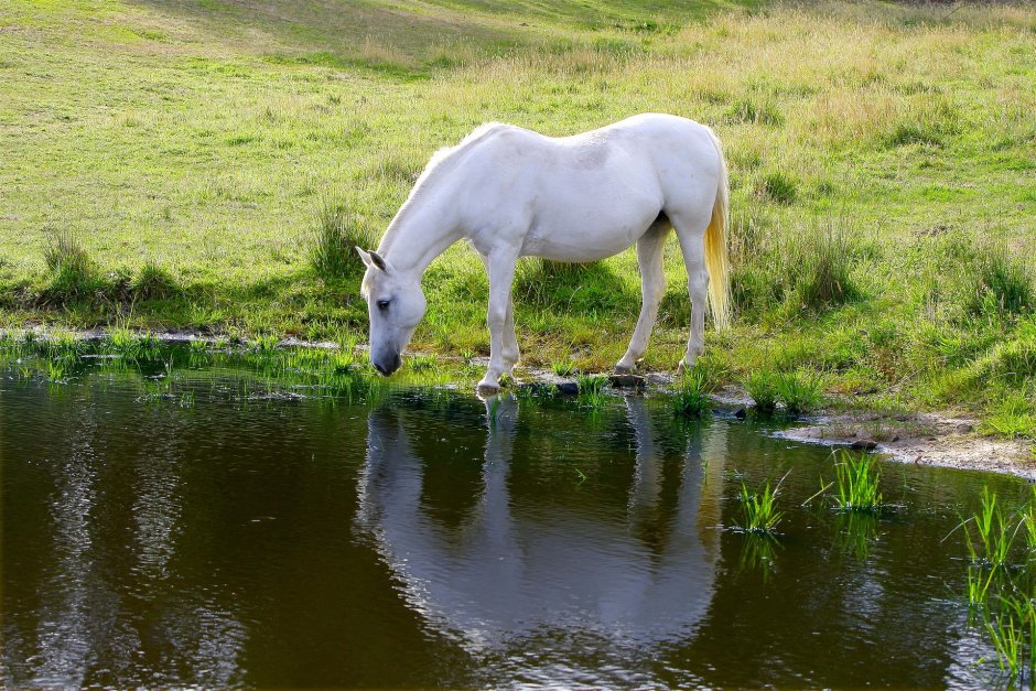 Лошади в воде