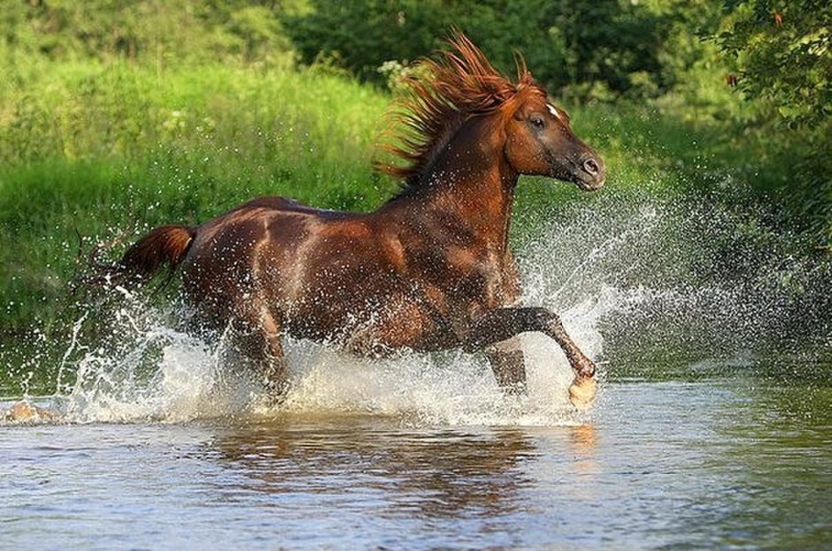Лошадь бежит по воде
