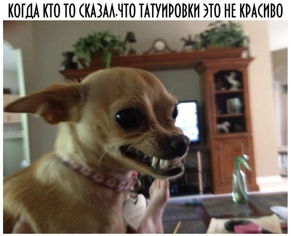 Чихуахуа Хуа злая