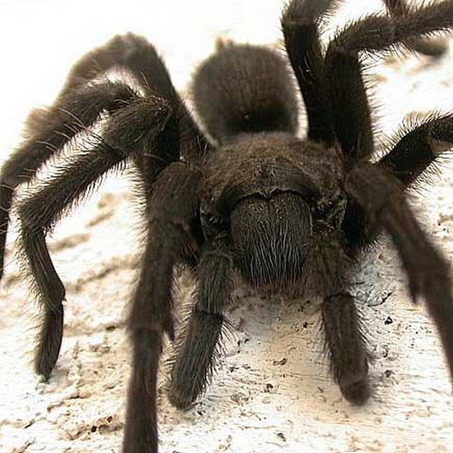 Африканский мохнатый паук