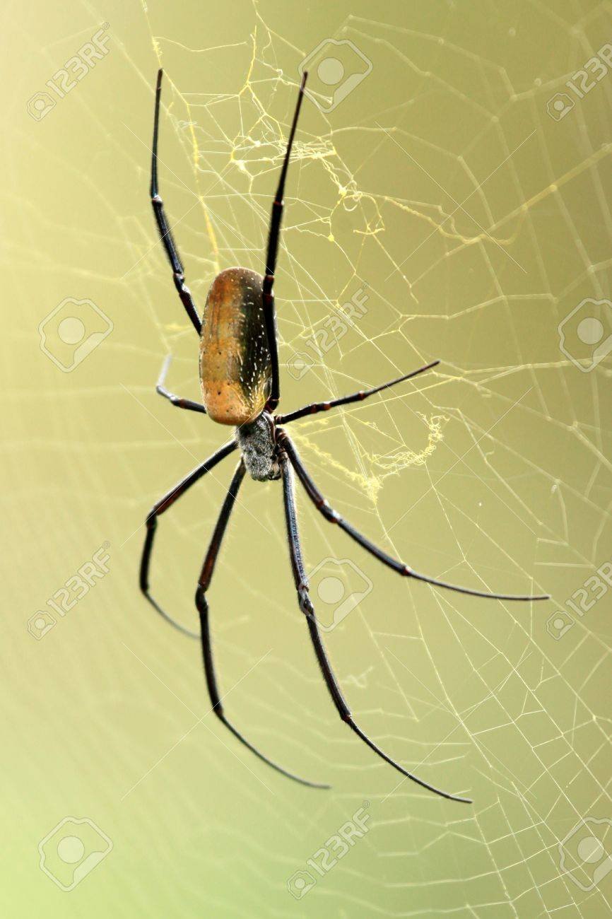 Пауки обитающие в Африке