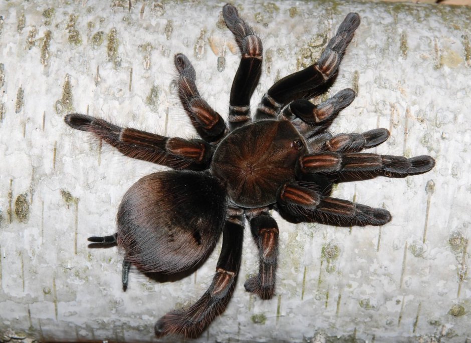 Pamphobeteus platyomma самка