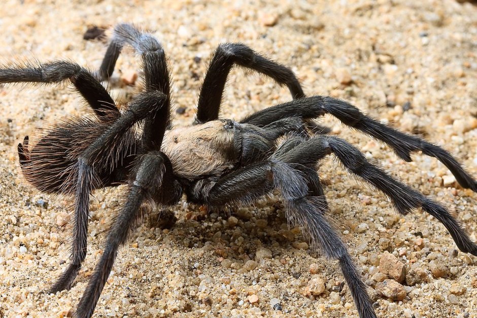 Паук Геркулес