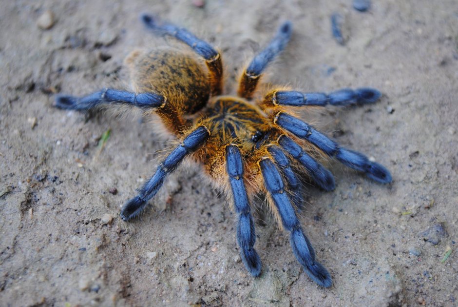 Паук Harpactira pulchripes