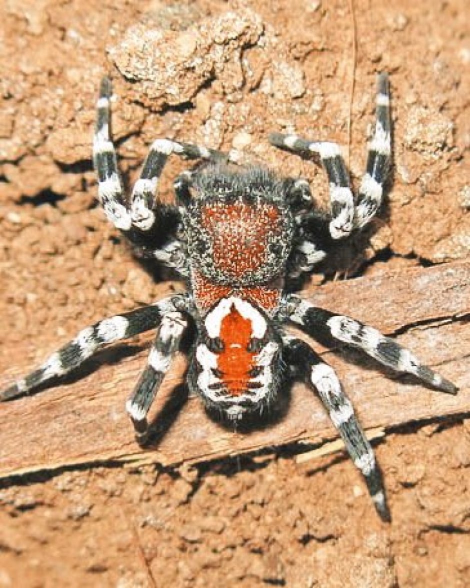 Новый вид паука назвали в честь