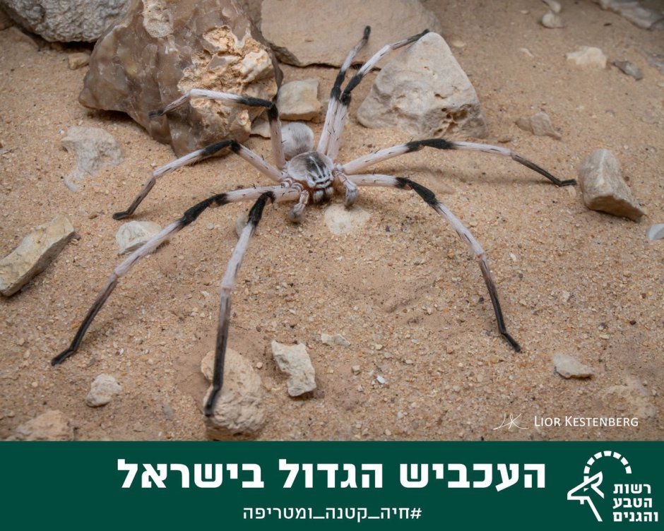 Израильский пустынный паук