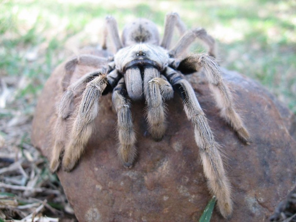 Паук птицеед Бабуин