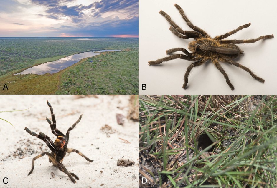 Ceratogyrus attonitifer