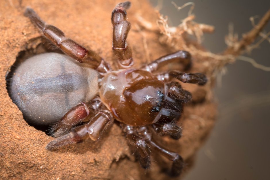 Ctenizidae пауки