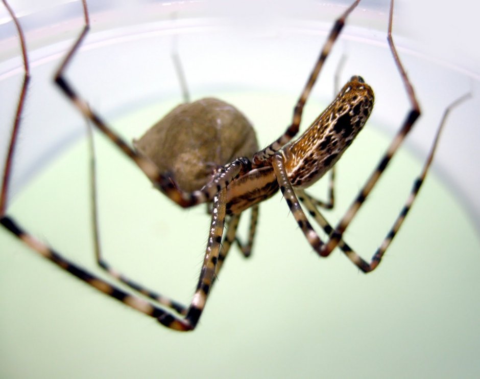 Африканский Голиаф паук