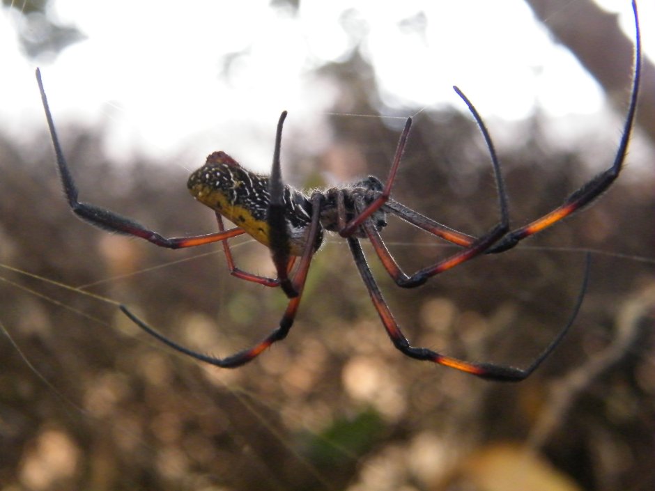 Мадагаскарская Нефила