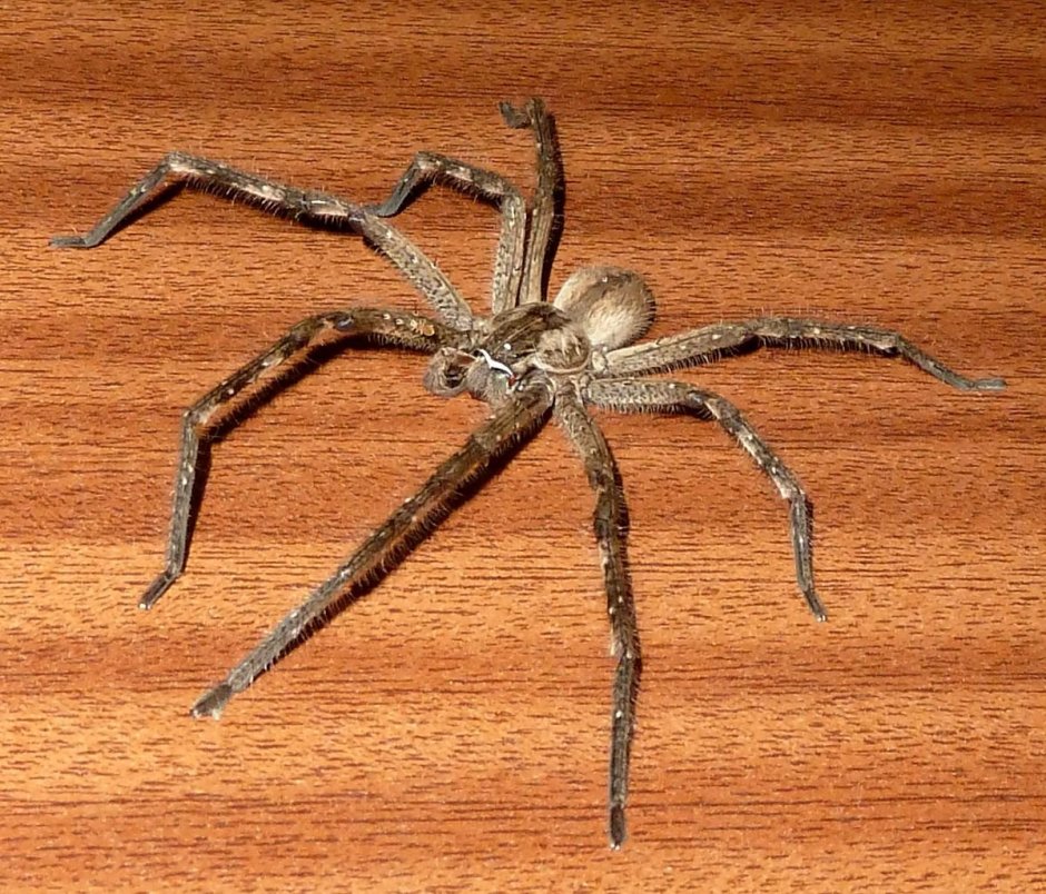 Palystes superciliosus