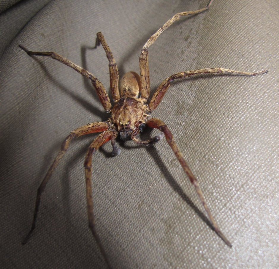 Африканские ядовитые пауки