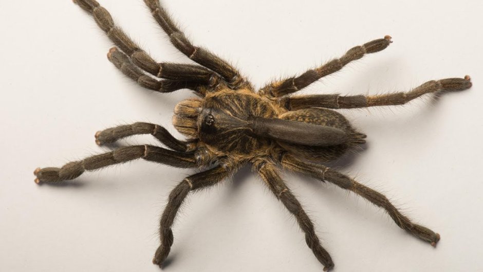 Ceratogyrus attonitifer