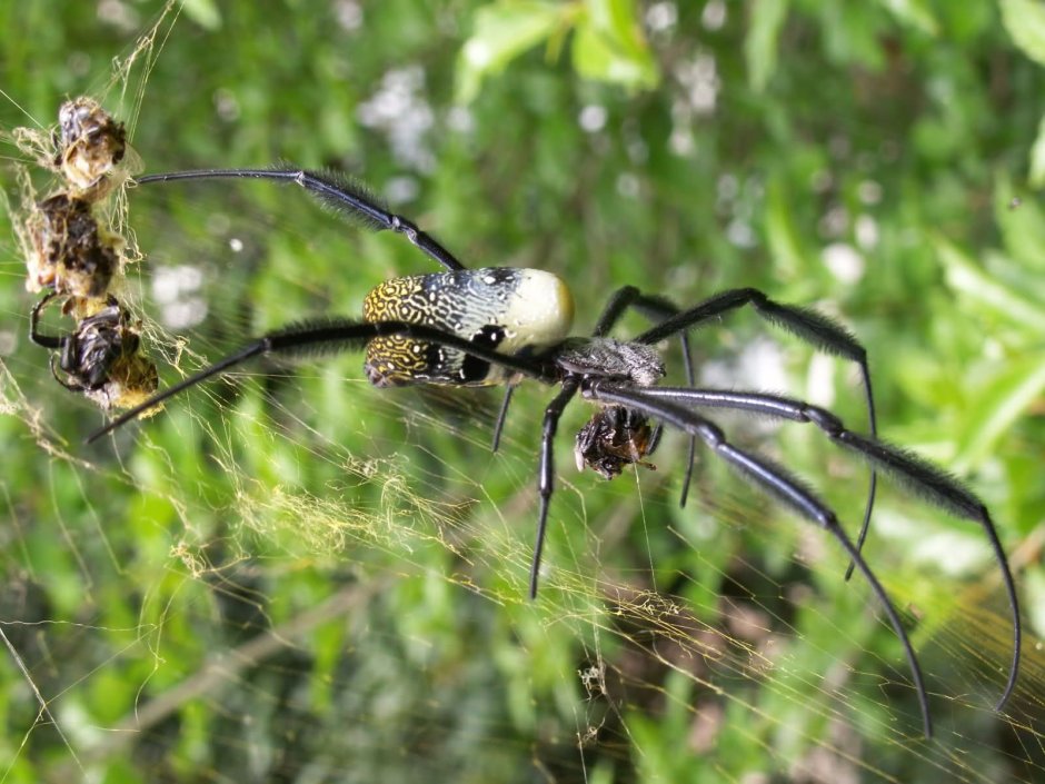 Тростниковый паук