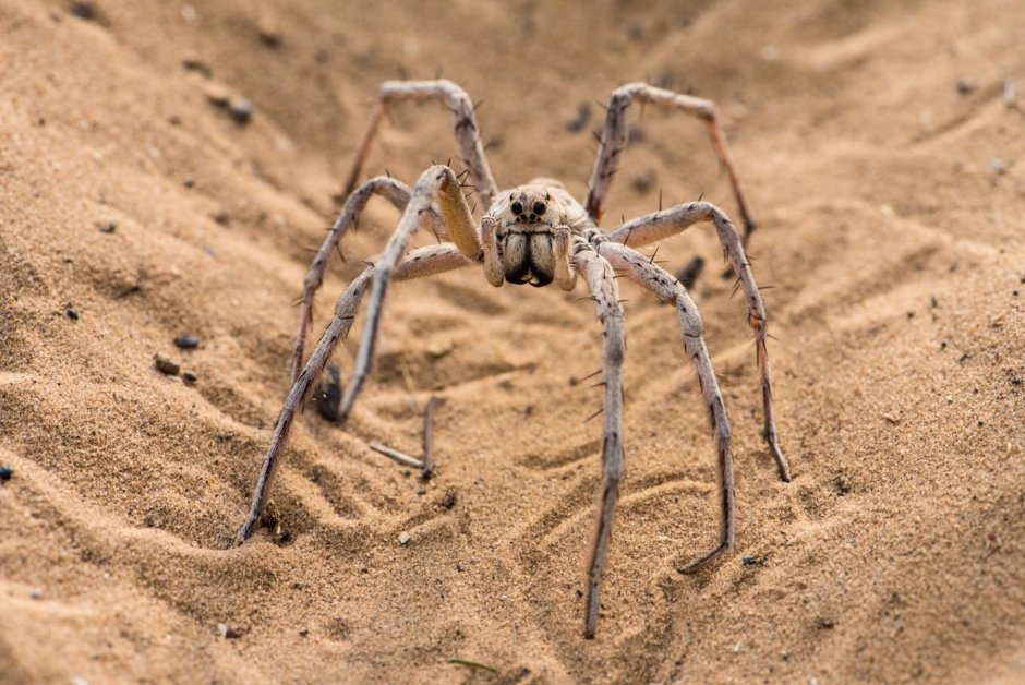 Астраханский паук Каракурт