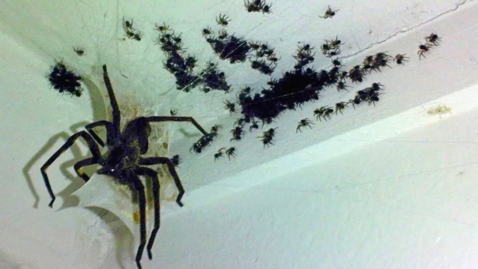 Очень много пауков