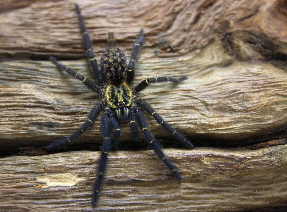 Африканский пещерный паук