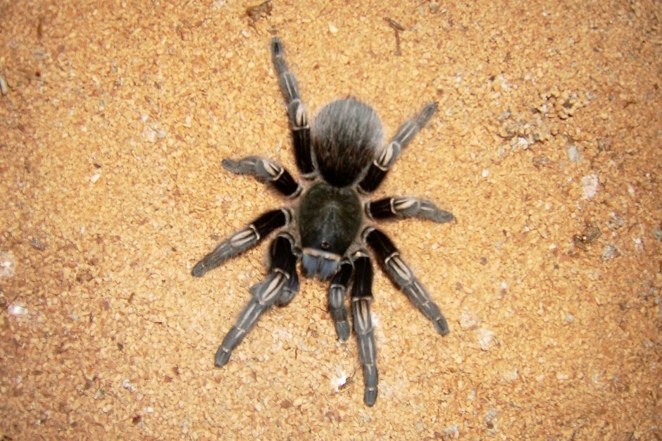 Паук Тарантул Сочинский