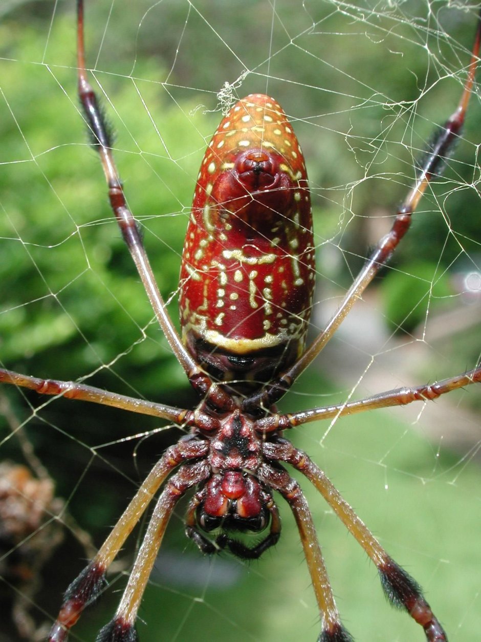 Чешуйчатый Африканский паук