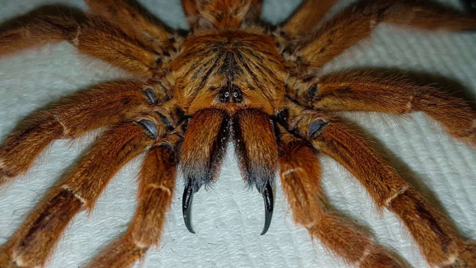 Тарантул птицеед