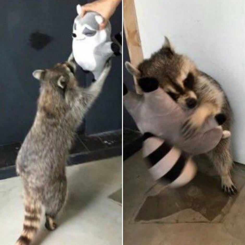 Енот демотиватор