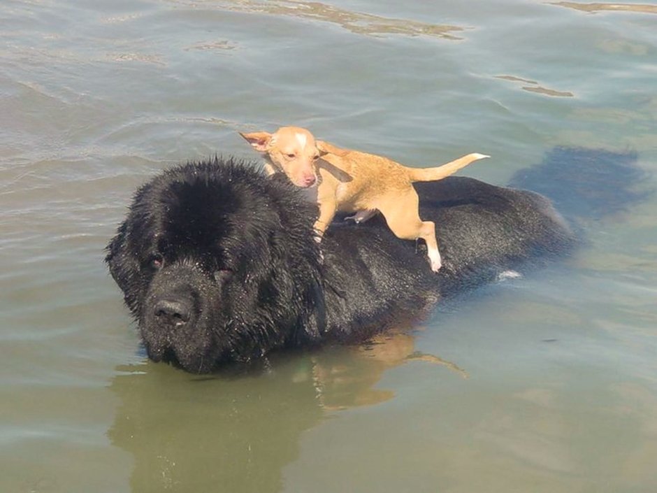 Водолаз собака с человеком