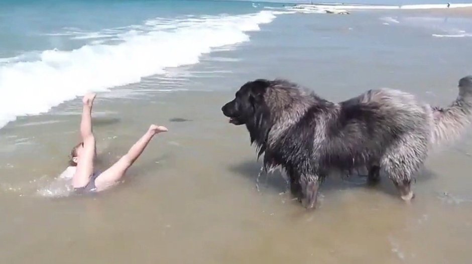 Собака спасает девочку от моря