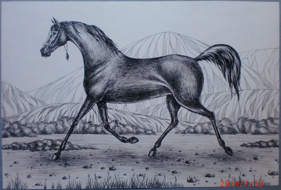 Арабская лошадь рисунок