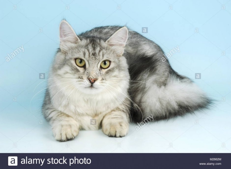 Сибирская кошка белая короткошерстная