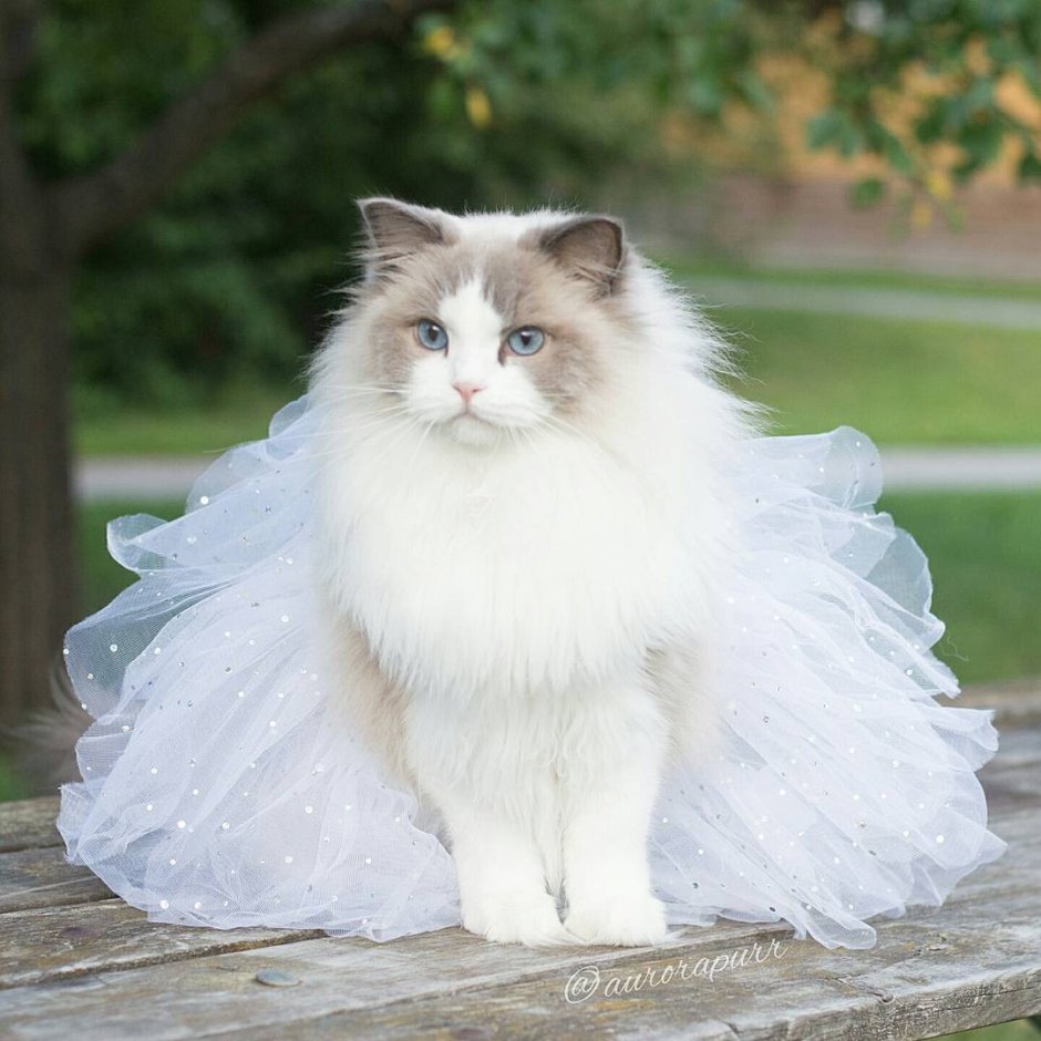 Рыжий длинношерстный Сибирский кот