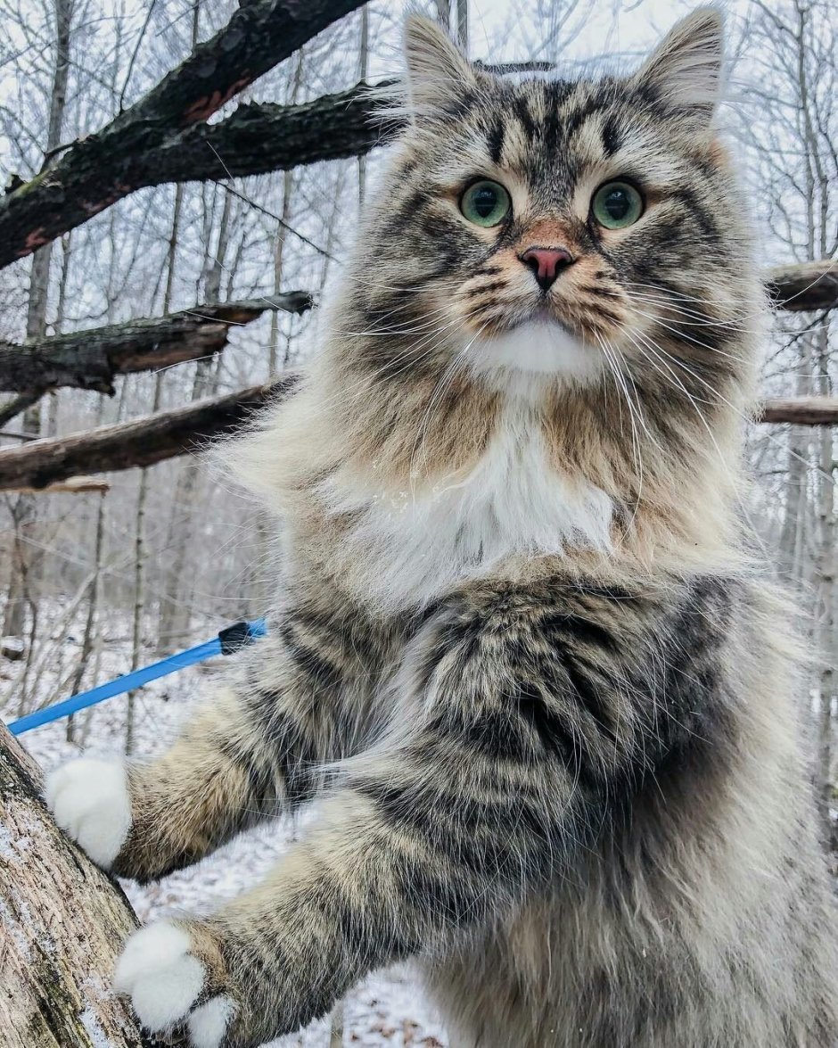 Сибирский Лесной кот