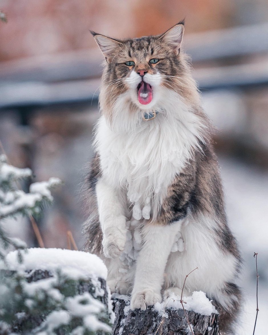Норвежский Лесной кот