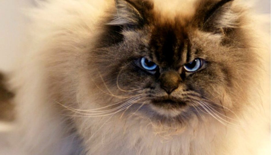 Сибирский кот мир