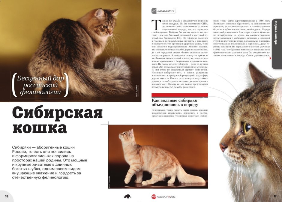 Сибирские коты Аллы Лебедевой