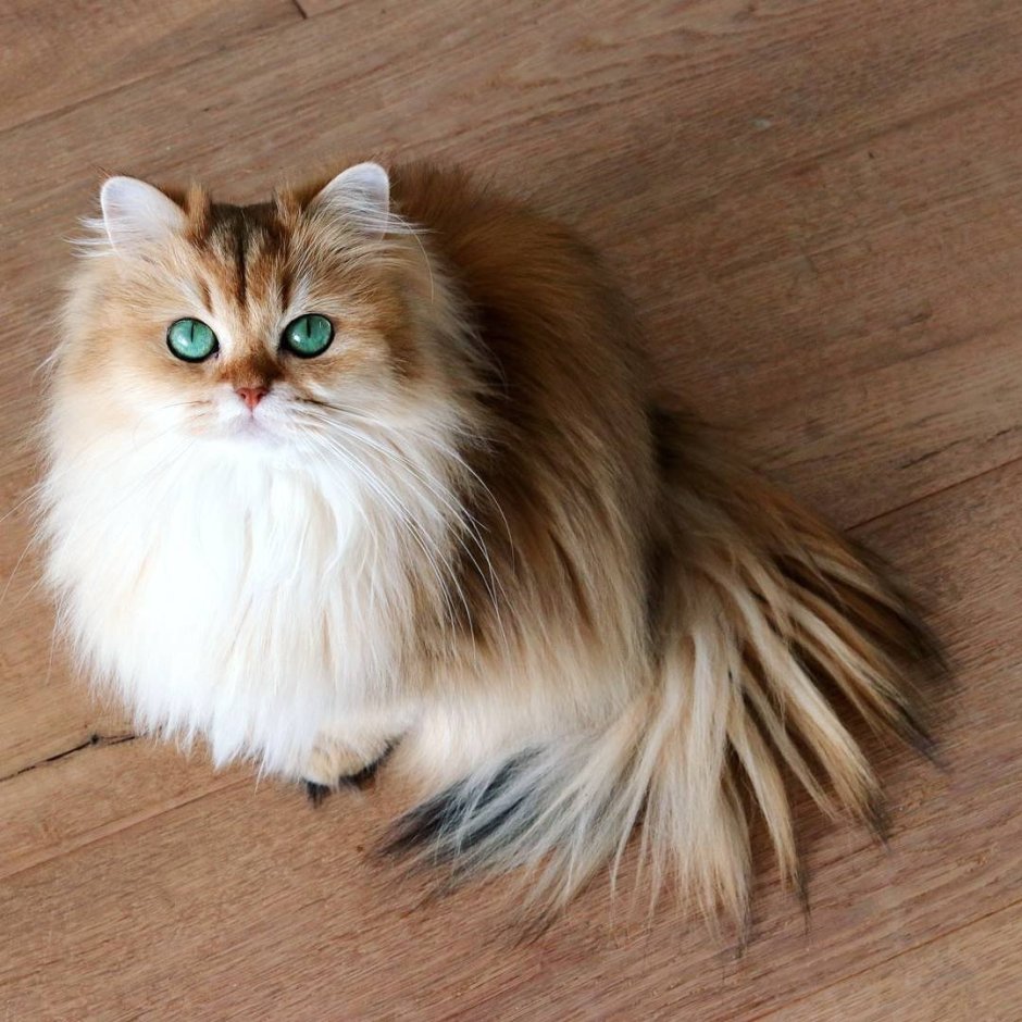 Сибирская длинношерстная кошка