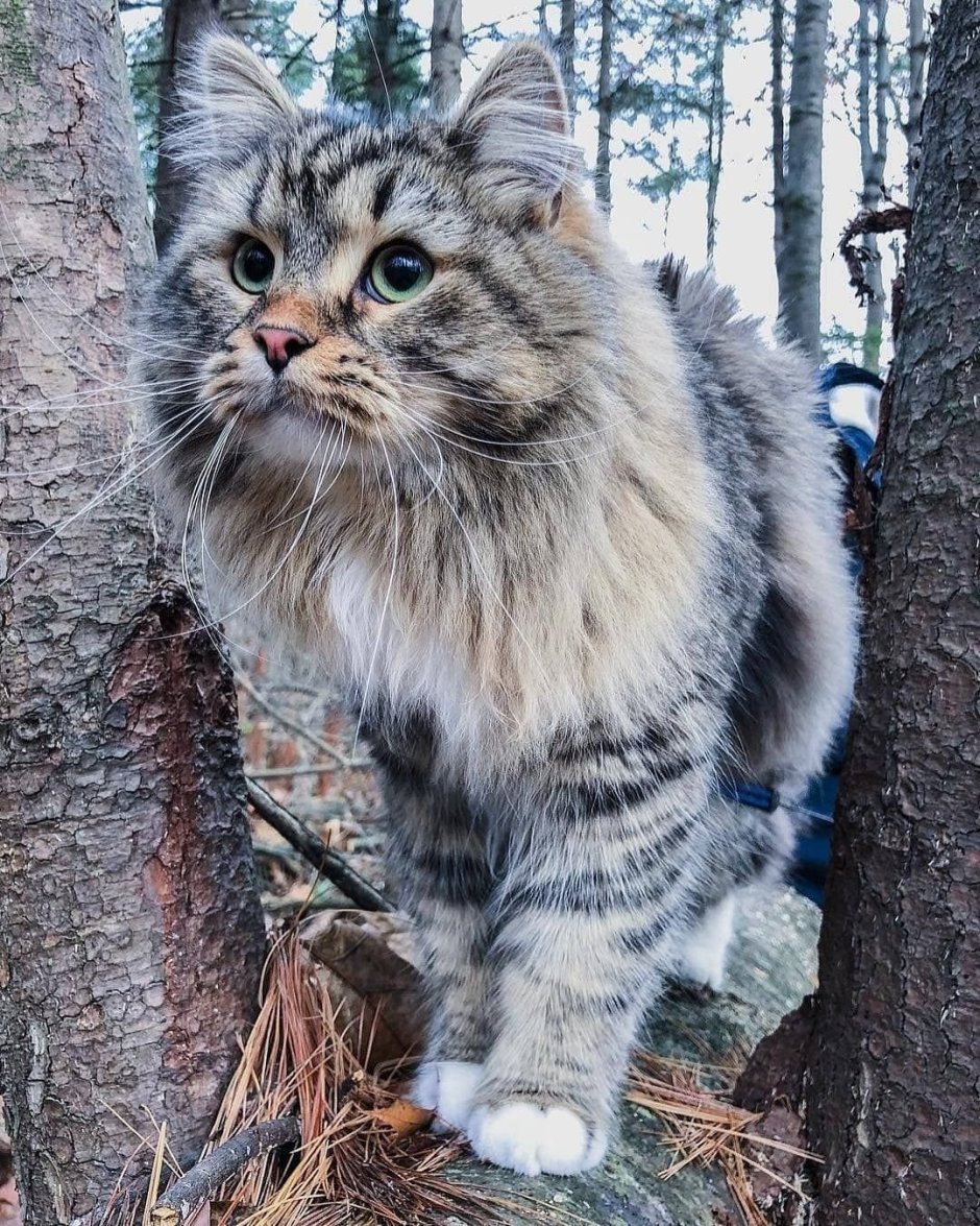 Персидская кошка с длинной шерстью