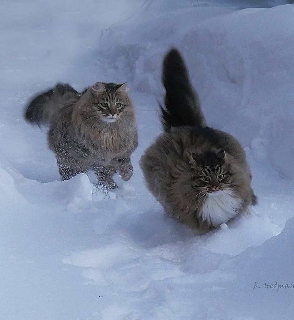 Сибирская кошка в доме