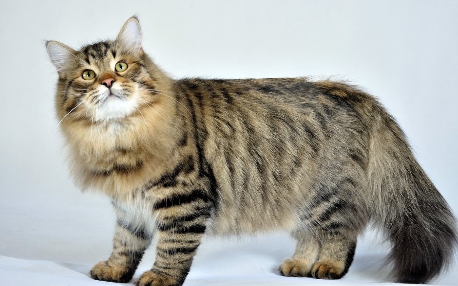 Норвежский Лесной кот
