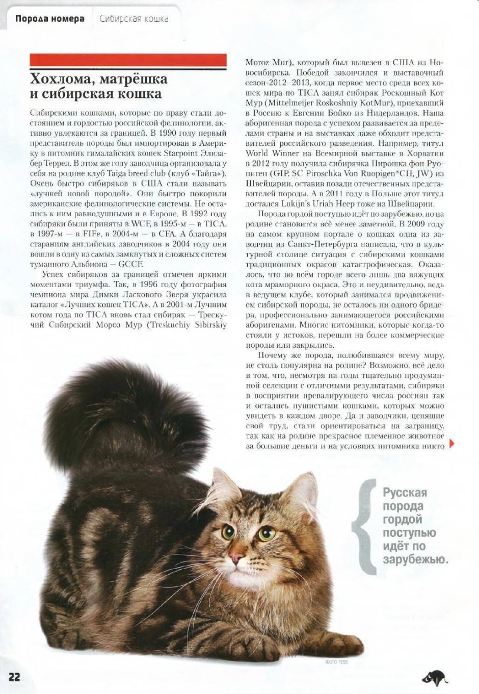 Сибирский кот