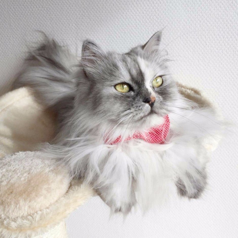 Британская длинношёрстная кошка шиншилла Золотая