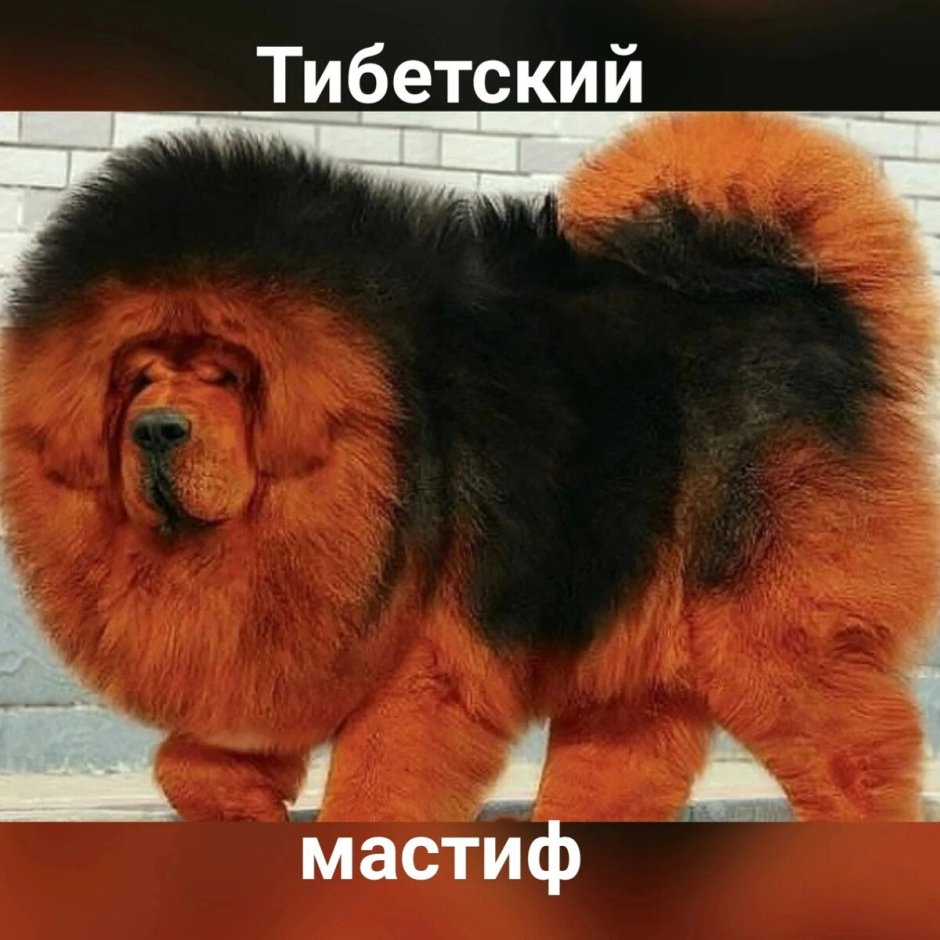 Карликовый самоед
