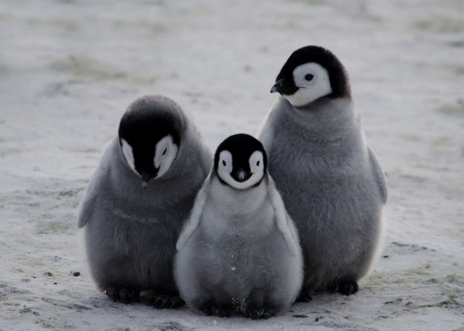 Penguin Top view