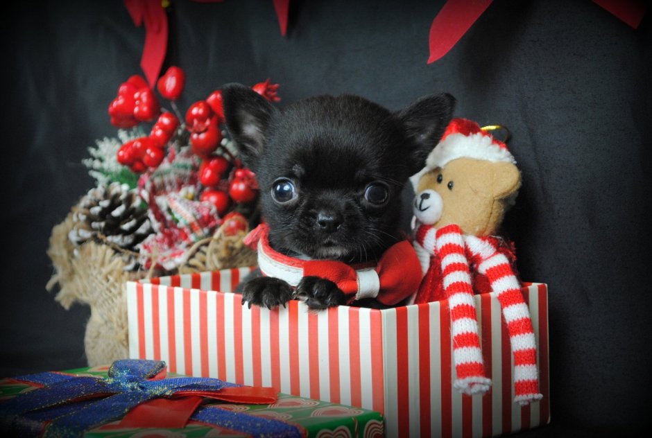 Чихуа черный