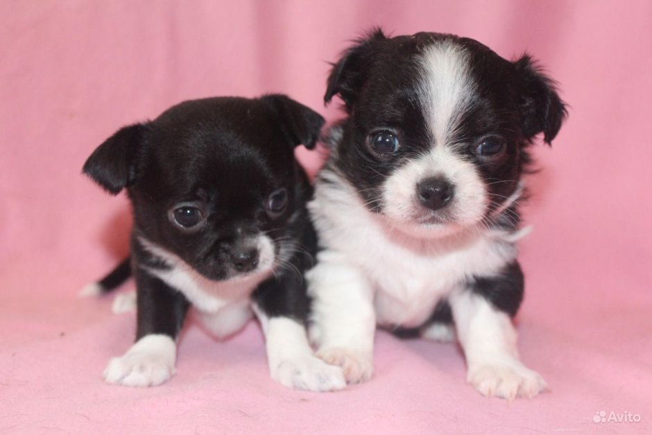 Чихуахуа щенок чёрный девочка 1 месяц
