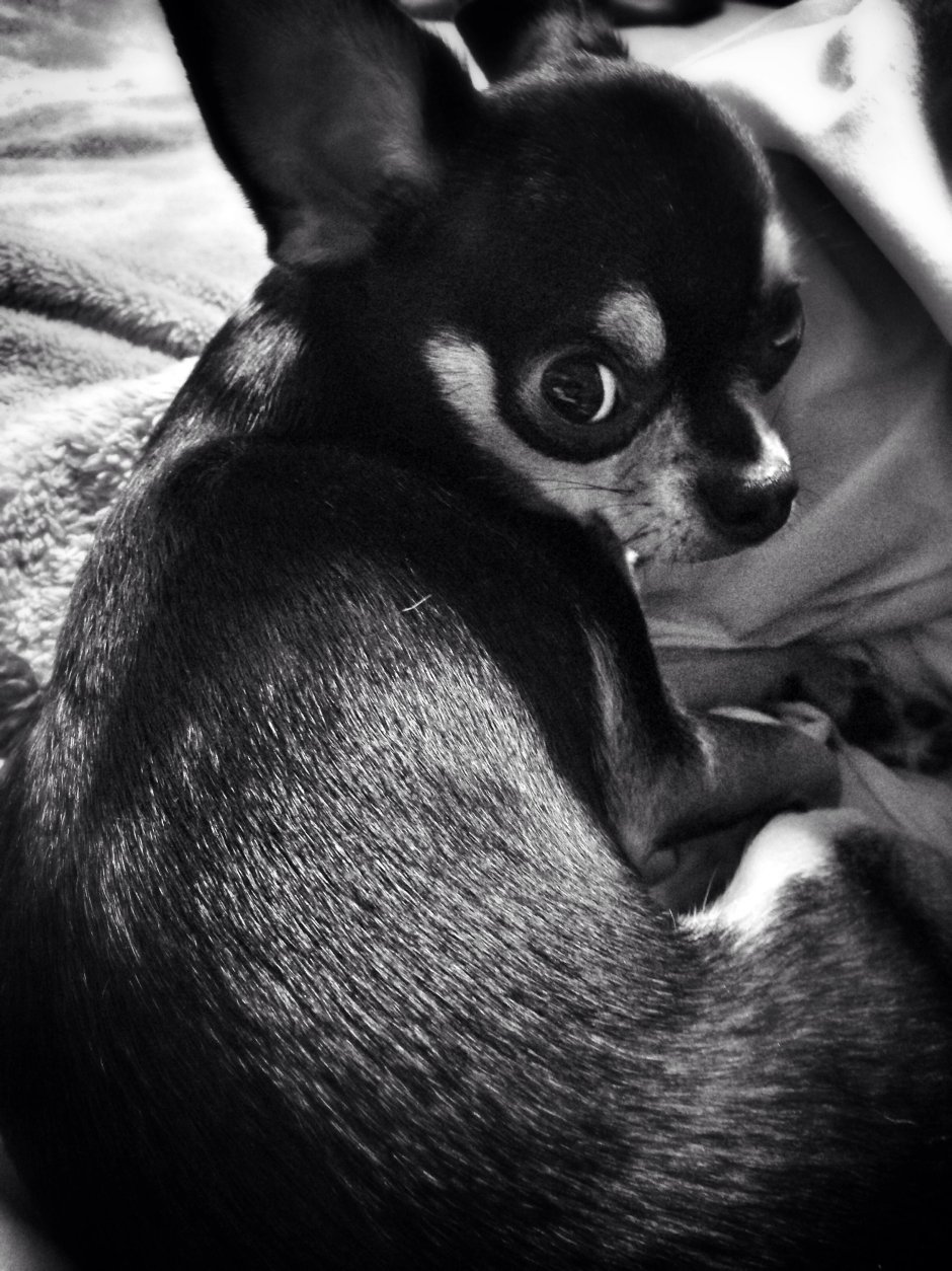 Чихуахуа,тойтерьер,карликовый пинчердоставка