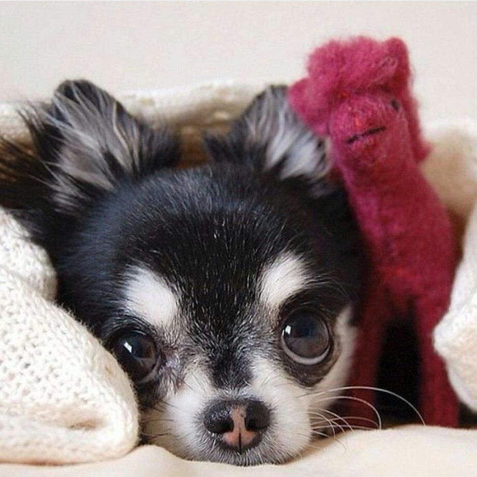 Милые собаки чихуахуа