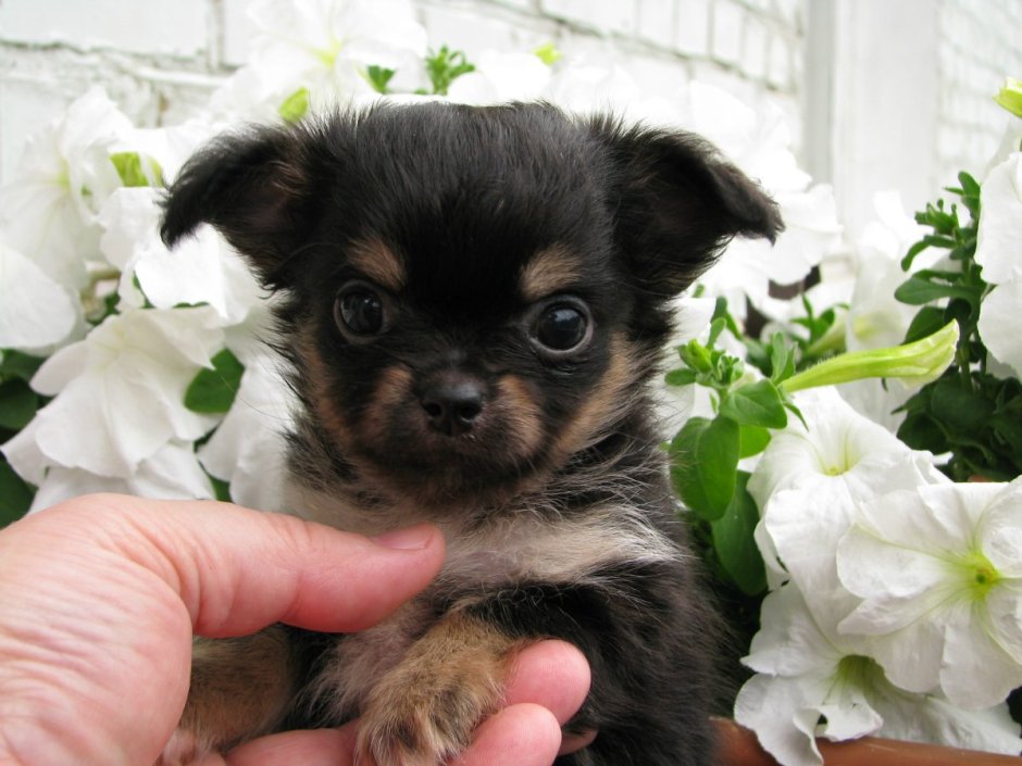 Чихуахуа Санлюкс Бейлис Натали родословная