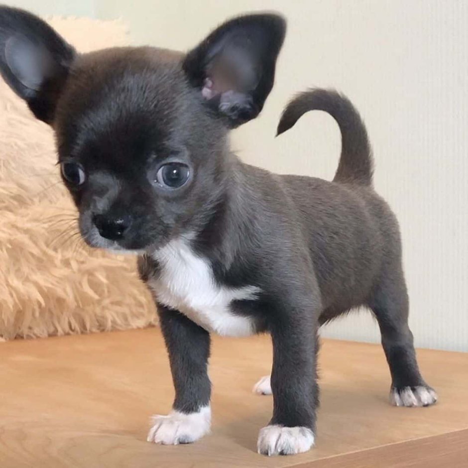 Чихуахуа кобби черный